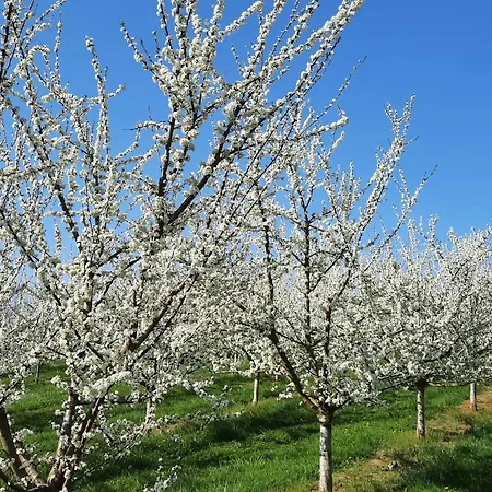 Am Weinberg Апартаменты